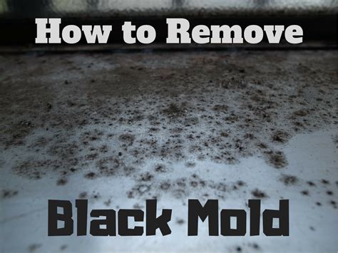 The Basics of Black Mold Removal - Dengarden