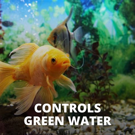 Tetra AlgaeControl™ 1.69 & 3.38 Available Ounces, Broad Spectrum ...