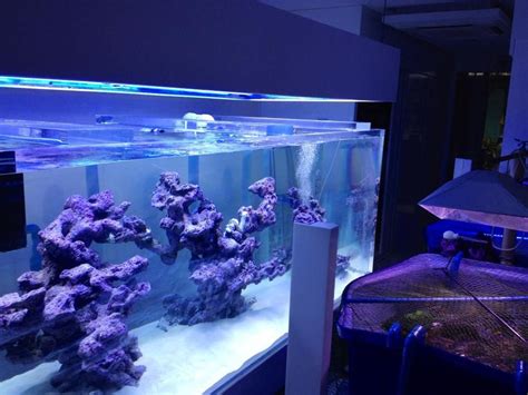 Amazing Aquascapes Reef Aquascape Ideas - Aquascape Ideas