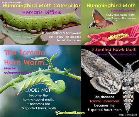 Hummingbird Moth Caterpillar - Hemaris Diffinis - Facts and Myths ...