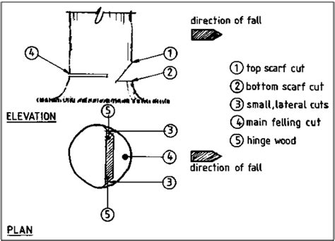 Topic 8.1: Tree Felling Tools and Techniques – FODE 014 e-Notebook