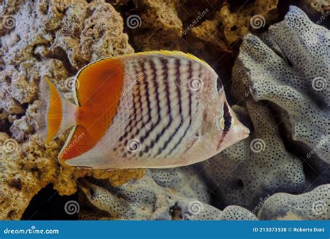 Pearlscale butterflyfish stock photo. Image of marine - 213073538