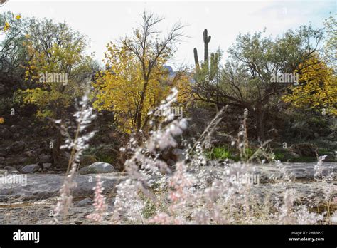 Hiking in Catalina State Park, Arizona.x Stock Photo - Alamy