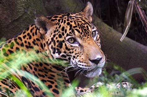 Wildlife | Panama Travel Tips, Tours & Pictures