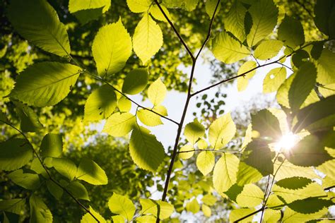 Is Your Tree Healthy? Here's How To Tell • ABC Scapes Inc