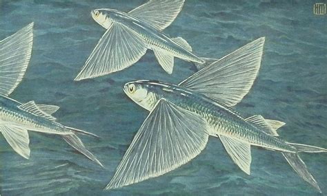 California Flying Fish by Hashime Murayama, illustrator for National ...