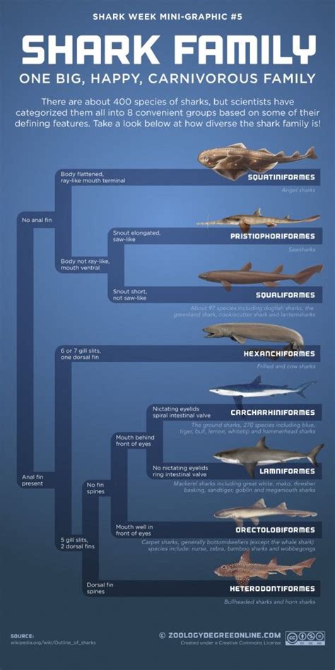 Sharks: Deadly or Endangered? - Rock Content | Shark facts, Shark ...