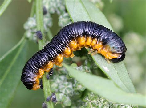 Sawfly Larvae | Project Noah