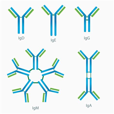 Selective Immunoglobulin A Deficiency: Video Osmosis, 47% OFF