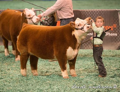 Mini Hereford. Just right for youngsters to show! | Showing livestock ...