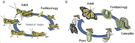 A. Schematic representation of insect life cycles. A. Hemimetabolous ...