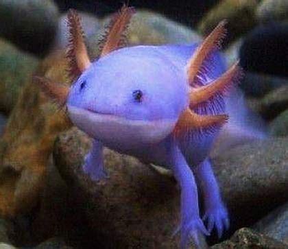 Ermagerd. Mudkip. | Axolotl pet, Axolotl cute, Aquatic animals