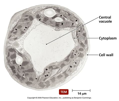 Vesicles Transport Information