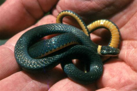 Ringneck Snake Facts and Pictures | Reptile Fact