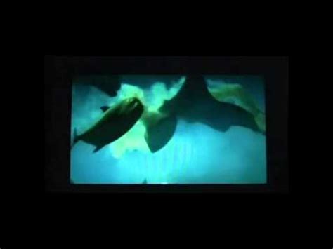 Manta Ray Birth - YouTube