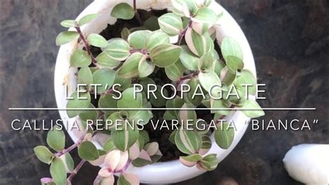 E2 Callisia Repens “Variegata/Bianca” Propagation - YouTube