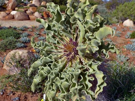 What is Succulent Karoo? An Introduction - The Botanical Society of ...