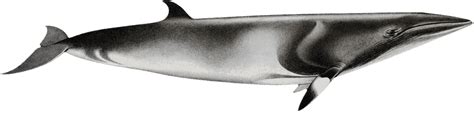 Minke Whale Facts - Ocean Conservation Society