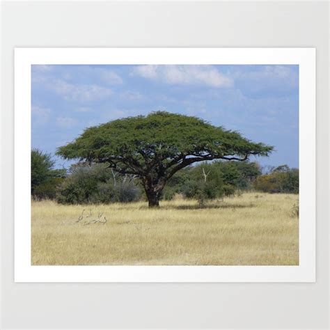 Camel Thorn Tree Art Print by Home and Hut | Society6