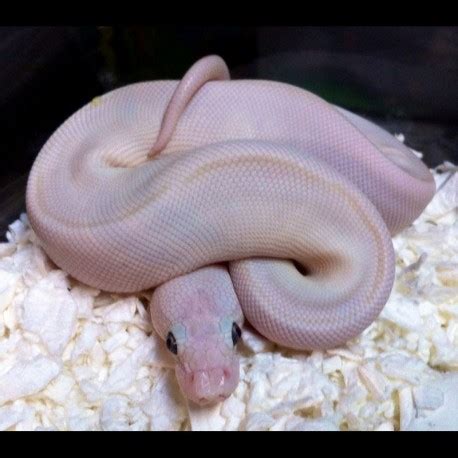 Blue-eyed Lucy Ball Python