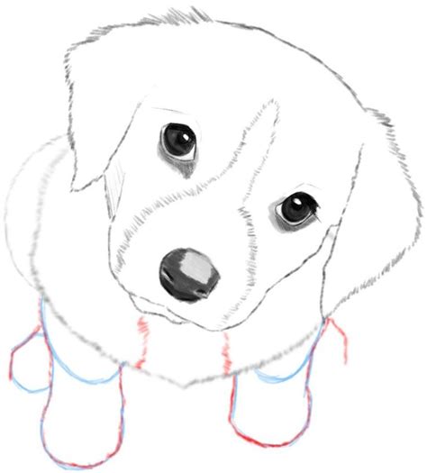 a drawing of a dog's face is shown