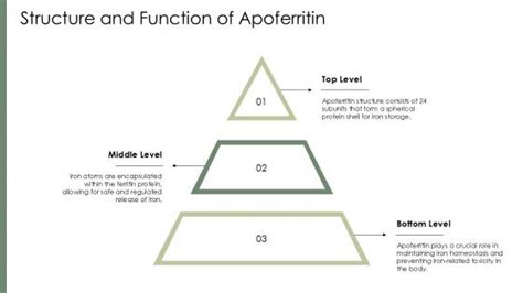 Apoferritin Function PowerPoint Presentation and Slides PPT Slide ...