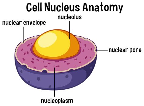 Fantastic Nucleus Drawing - HEART WITH DRAWING