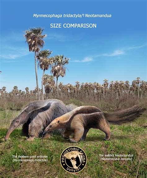 Neotamandua and Giant Anteater Size Comparison