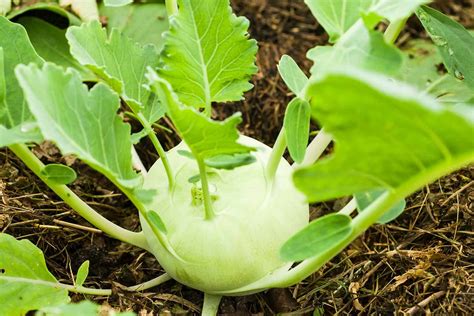 How to Plant Kohlrabi Seeds | Gardener’s Path