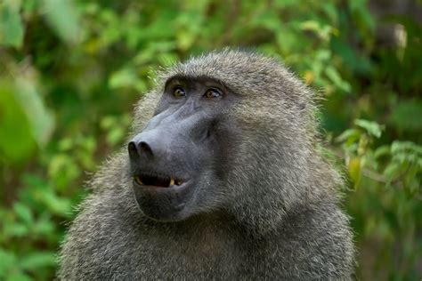 Where do Baboons live? (Baboons' Habitat & Range)