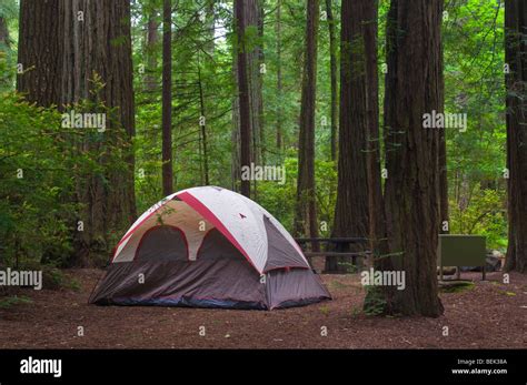 Camping In Redwoods NP: The Jedediah Smith Campground Park, 45% OFF