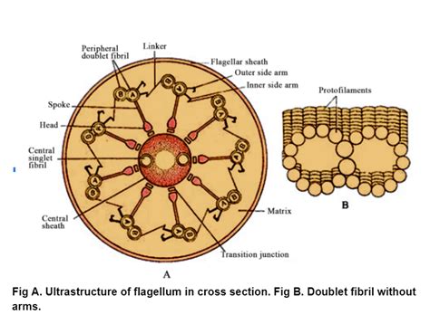 cilia and flagella in biology: Definition, Types and Importance | AESL