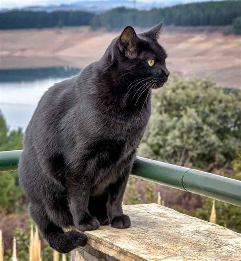 Bombay Cat Personality - How Will Your Black Beauty Behave?