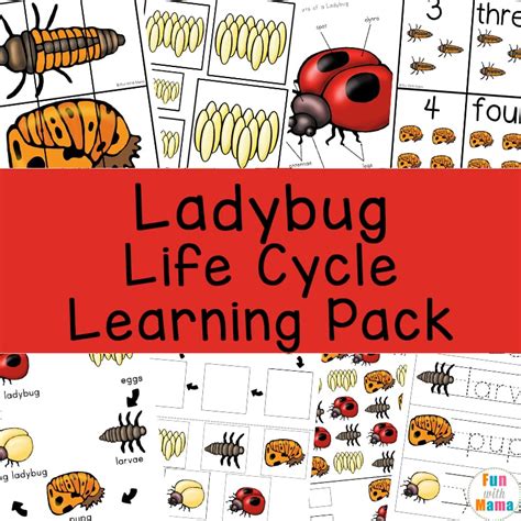 Ladybug Life Cycle Coloring