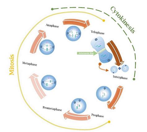 What is the Difference Between Cell Proliferation and Cell ...