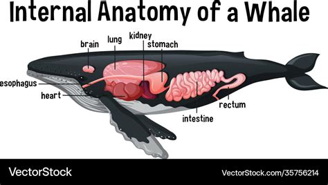 Internal anatomy a whale with label Royalty Free Vector