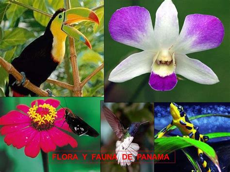 FLORA Y FAUNA DE PANAMA – FAMILIA MUNDIAL