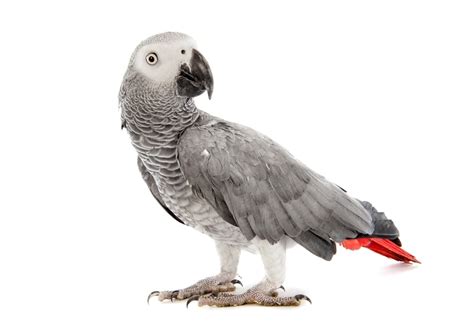 African Grey Parrot Care Guide - Diet, Lifespan & more » Petsoid