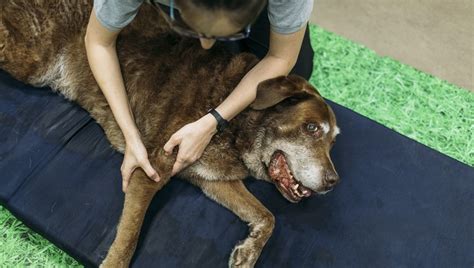 Fibrosarcoma In Dogs: Symptoms, Causes, & Treatments - DogTime