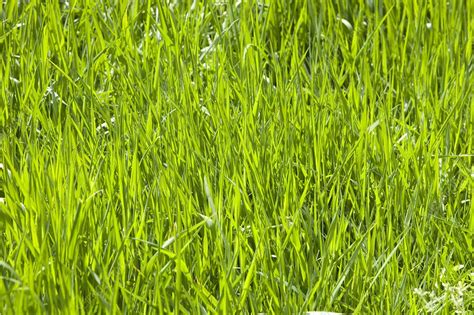 Rye grass - Stock Image - C026/3626 - Science Photo Library