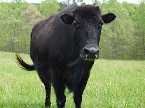 Beefalo is being touted as the healthy meat of the future : Shots ...