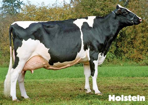 Types Of Brown Cows - All About Cow Photos