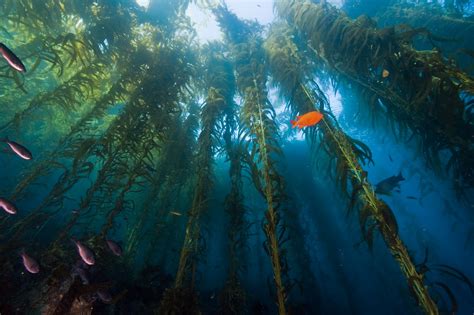 ~Kelp Forest~ - Oceans Photo (34416322) - Fanpop