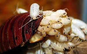 They Won't Hatch After This - How to Kill Cockroach Eggs - Pests Off