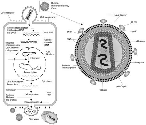 Retrovirus - Wikipedia