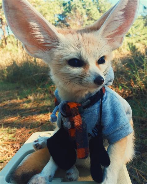 Sawft on Twitter | Pet fox, Fennec fox pet, Cute animals