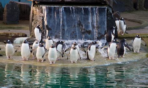 Our gentoos enjoying the waterfall. #penguinsrock #edinburghzoo ...