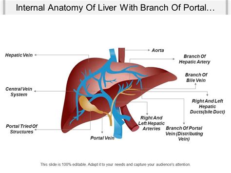 Liver Anatomy Model