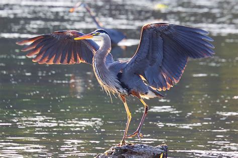 Do Great Blue Herons Migrate? Everything You Need to Know! - Optics Mag