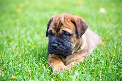 Bullmastiff Dog Breed Information